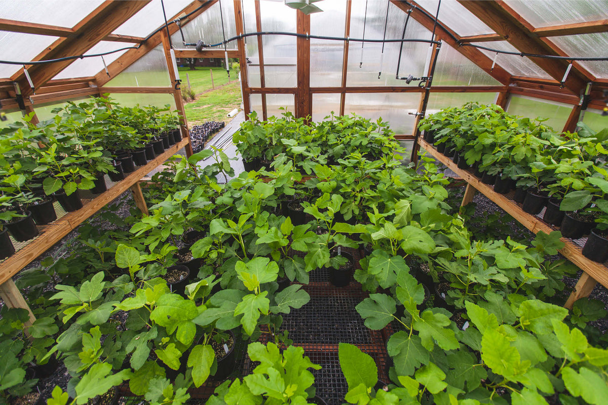 offthebeatenpathnursery.com
