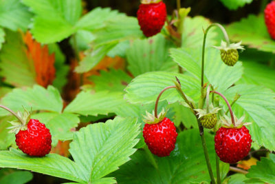 Off The Beaten Path Nursery