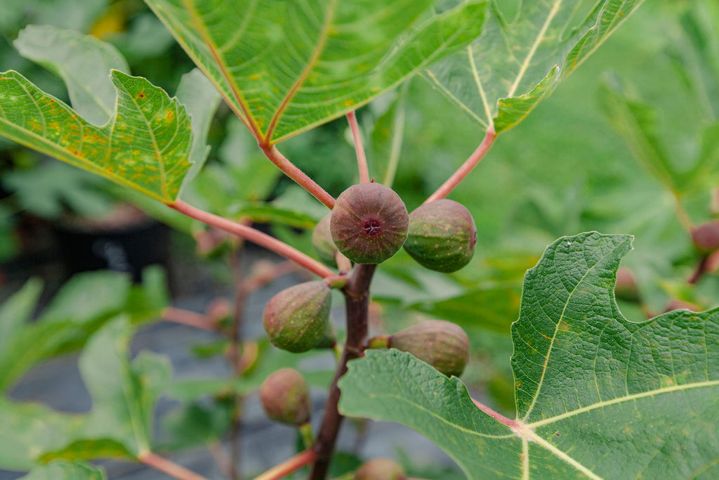 Bordeaux figs from Off the Beaten Path Nursery