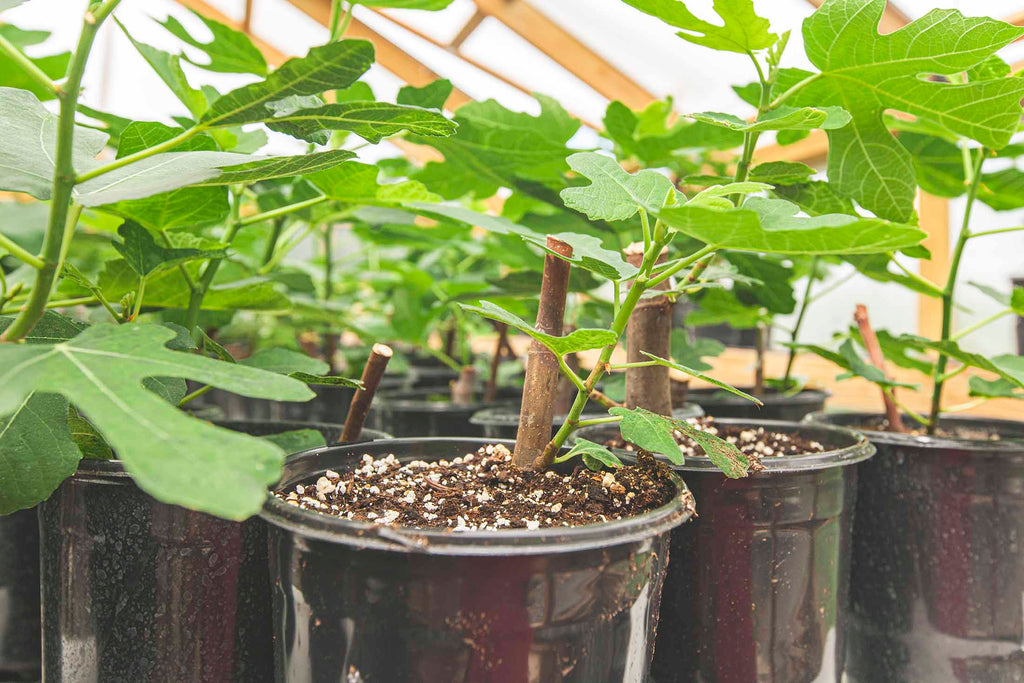 Fig cuttings at Off the Beaten Path Nursery