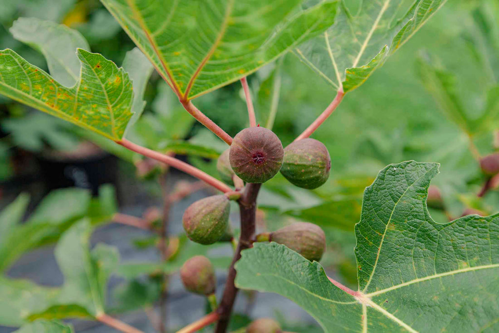Bordeaux Fig Varieties from Off the Beaten Path Nursery in Lancaster, PA