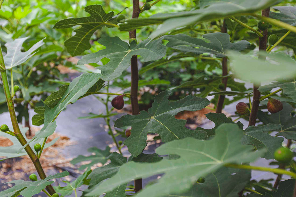 Dark Berry Fig Varieties from Off the Beaten Path Nursery in Lancaster, PA