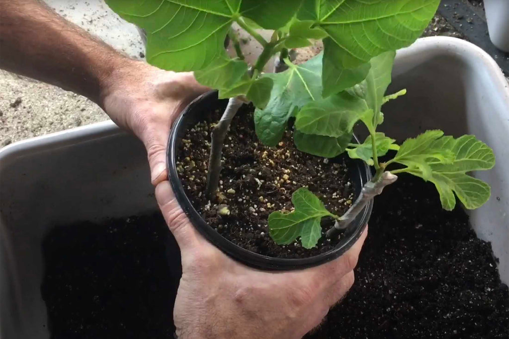 Video tutorial on rooting fig tree cuttings