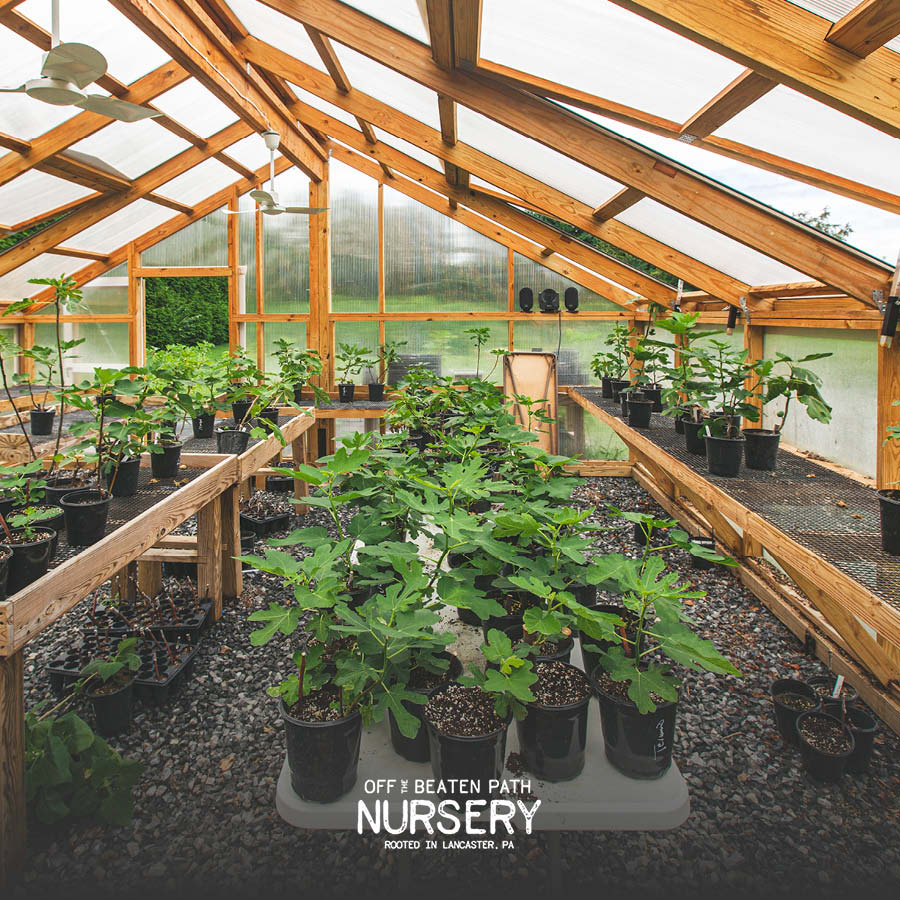 Fig tree plants from Off the Beaten Path Nursery in Lancaster, PA