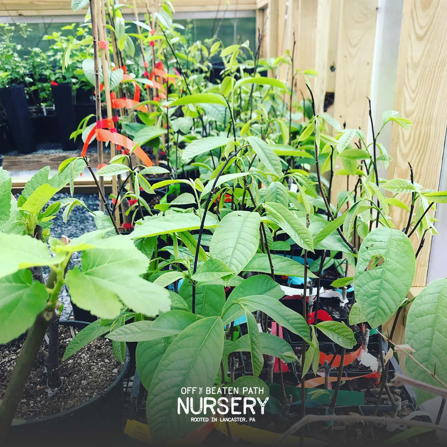 Wabash Paw Paw from Off the Beaten Path Nursery in Lancaster, Pennsylvania.