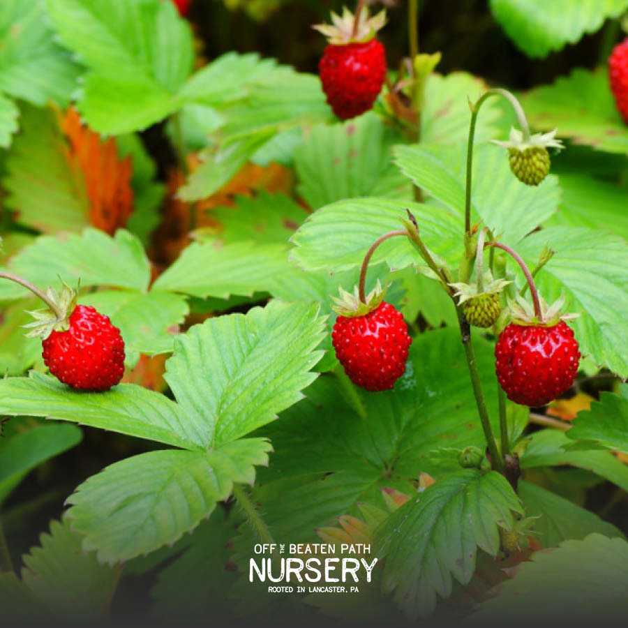 Fraises des Boise Strawberry from Off the Beaten Path Nursery in Lancaster, Pennsylvania.