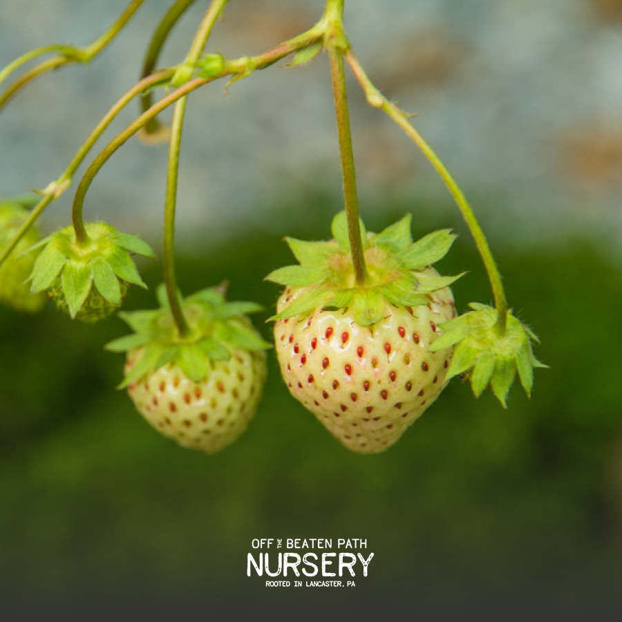White Pine Strawberry from Off the Beaten Path Nursery in Lancaster, Pennsylvania.